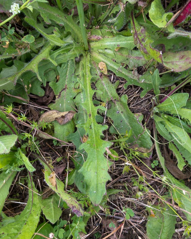 Hypochaeris radicata / Costolina giuncolina